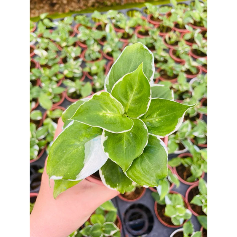 Chậu cây kiểng lá Aglaonema moonlight - Ánh trăng Chậu cây kiểng lá Aglaonema moonlight - Ánh trăng
