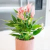 Chậu cây kiểng lá Anthurium Champion Lilli - Hồng môn hồng cánh nhọn