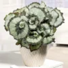 Chậu hải đường Begonia Escargot - Hải đường xoắn ốc