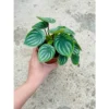 Chậu cây kiểng lá Peperomia Watermelon size nhỏ