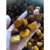 HẠT GIỐNG CÂY MÂY INDO  - 1kg