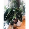 Chậu cây Alocasia Frydek - Mon nhung