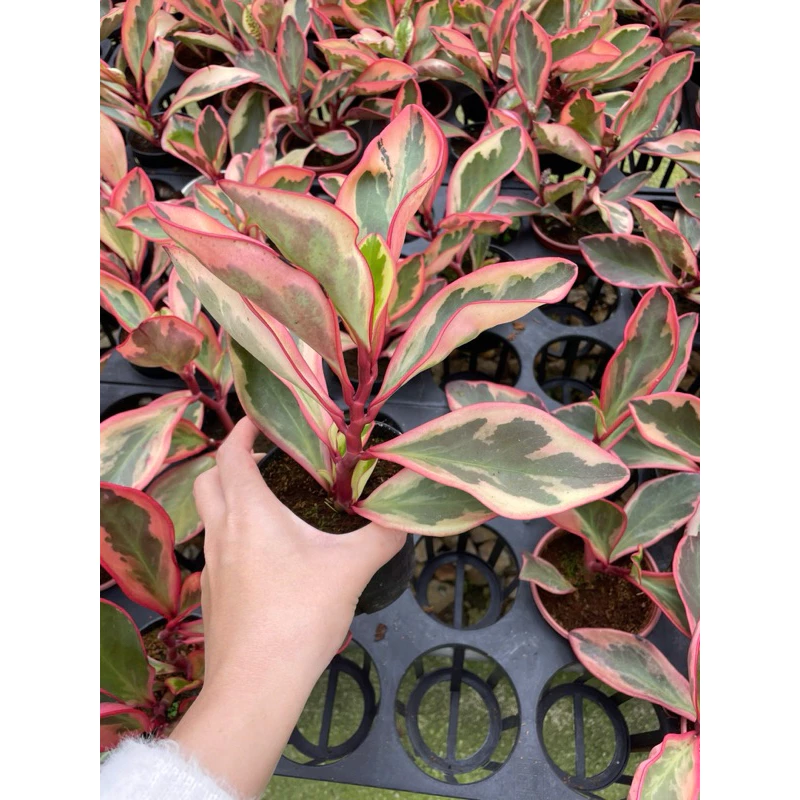 Chậu cây kiểng lá peperomia clussiifolia jelly - Trường sinh hồng Chậu cây kiểng lá peperomia clussiifolia jelly - Trường sinh hồng