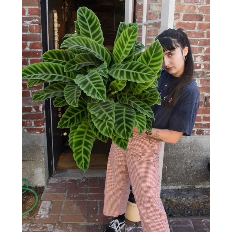 Chậu cây kiểng lá Đuôi công zebrina - Calathea Zebrina Chậu cây kiểng lá Đuôi công zebrina - Calathea Zebrina