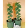 Chậu cây kiểng lá Monstera Dubia - cây thằn lằn leo lá var