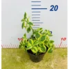 Chậu cây kiểng lá crassula sarmentosa - Ngọc bích