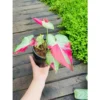Chậu cây kiểng lá caladium Thai Hydrid Shycool - Môn Thái var