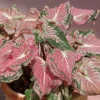 Chậu cây kiểng lá môn Thiên Nga - Caladium pink Symphony