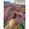 Chậu cây hải đường bóng đêm - Begonia Dino black sky