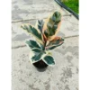 Chậu cây kiểng lá đa búp đỏ cẩm thạch - Ficus Elastica Tineke