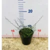 Chậu cây kiểng lá juncus spiralis- Cỏ xoắn ốc, trồng thuỷ sinh cực tốt