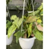 Chậu cây kiểng lá syngonium pink flecked