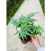 Chậu cây kiểng lá dương xỉ Doryopteris pedata - Digit fern, dương xỉ Nhện