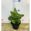 Chậu cây kiểng lá Aglaonema Galaxy - Sao sáng galaxy