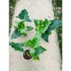 Chậu cây kiểng lá Philodendron Angela - Philodendron bản lá to cực xinh