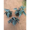 Chậu cây hải đường - Begonia silver 'VN'
