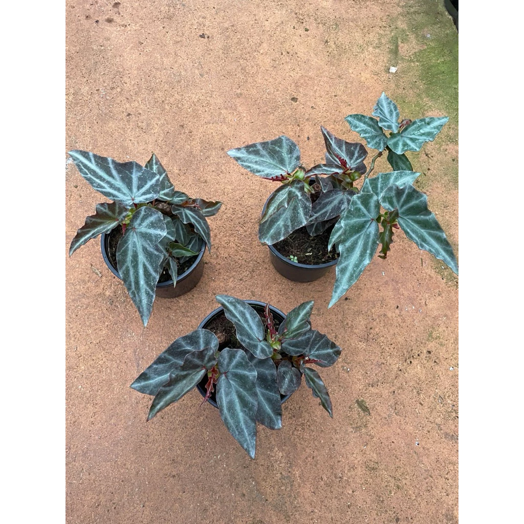 Chậu cây hải đường - Begonia silver 'VN' Chậu cây hải đường - Begonia silver 'VN'