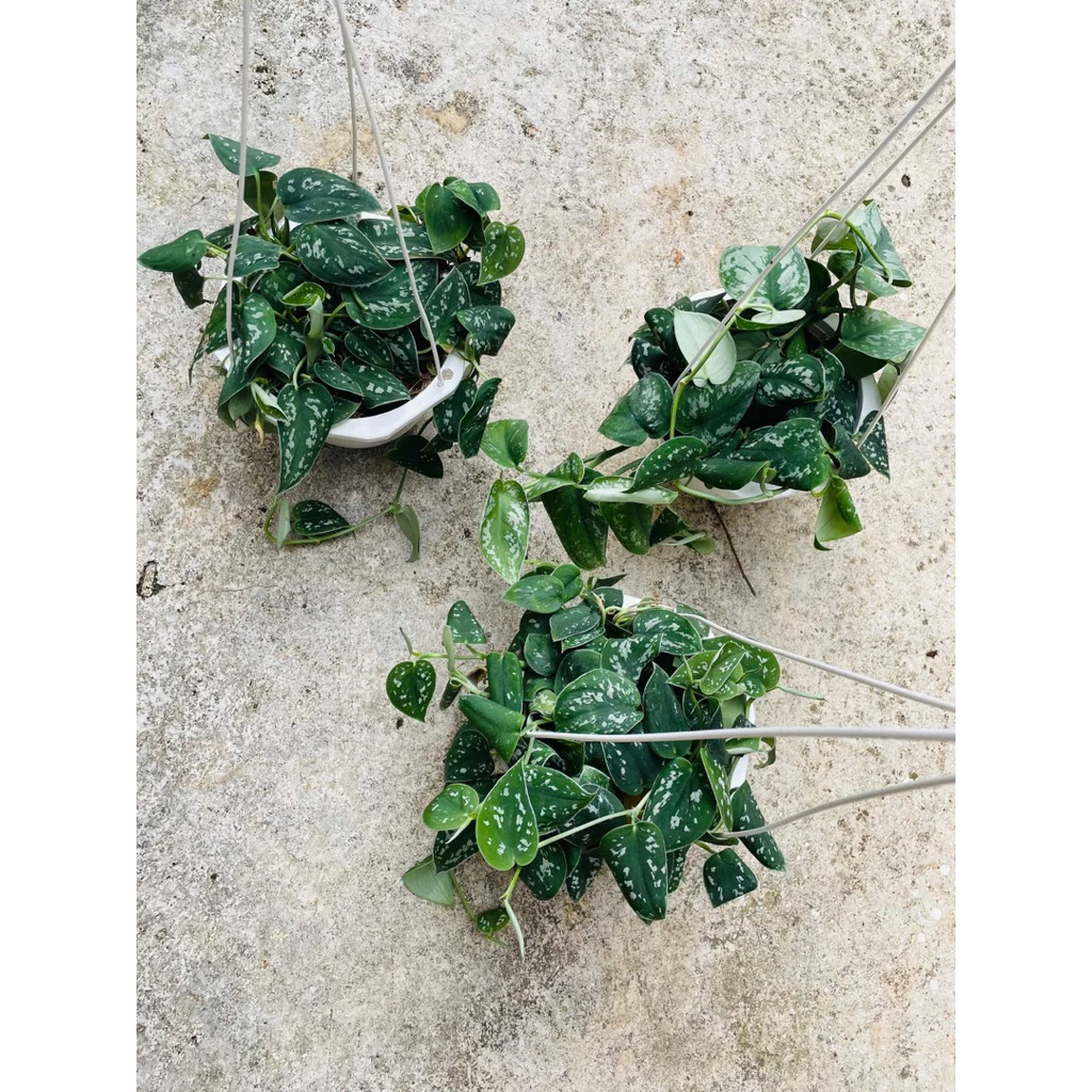 Chậu cây kiểng lá Pothos Satin- Trầu bà Pháp Chậu cây kiểng lá Pothos Satin- Trầu bà Pháp