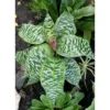 Chậu cây kiểng lá bách hợp đốm - Dracaena goldieana