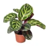 Chậu cây kiểng lá Đuôi công rằn xanh neon - Calathea roseopicta 'Illustris'