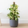 Chậu cây kiểng lá Trầu bà Majula - Majula pothos, khoẻ đẹp trang trí cực xinh