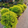 Chậu Cây Tùng Hoàng Kim (Melaleuca Bracteata Golden Topiary) - chậu size to đẹp tán tròn mịn