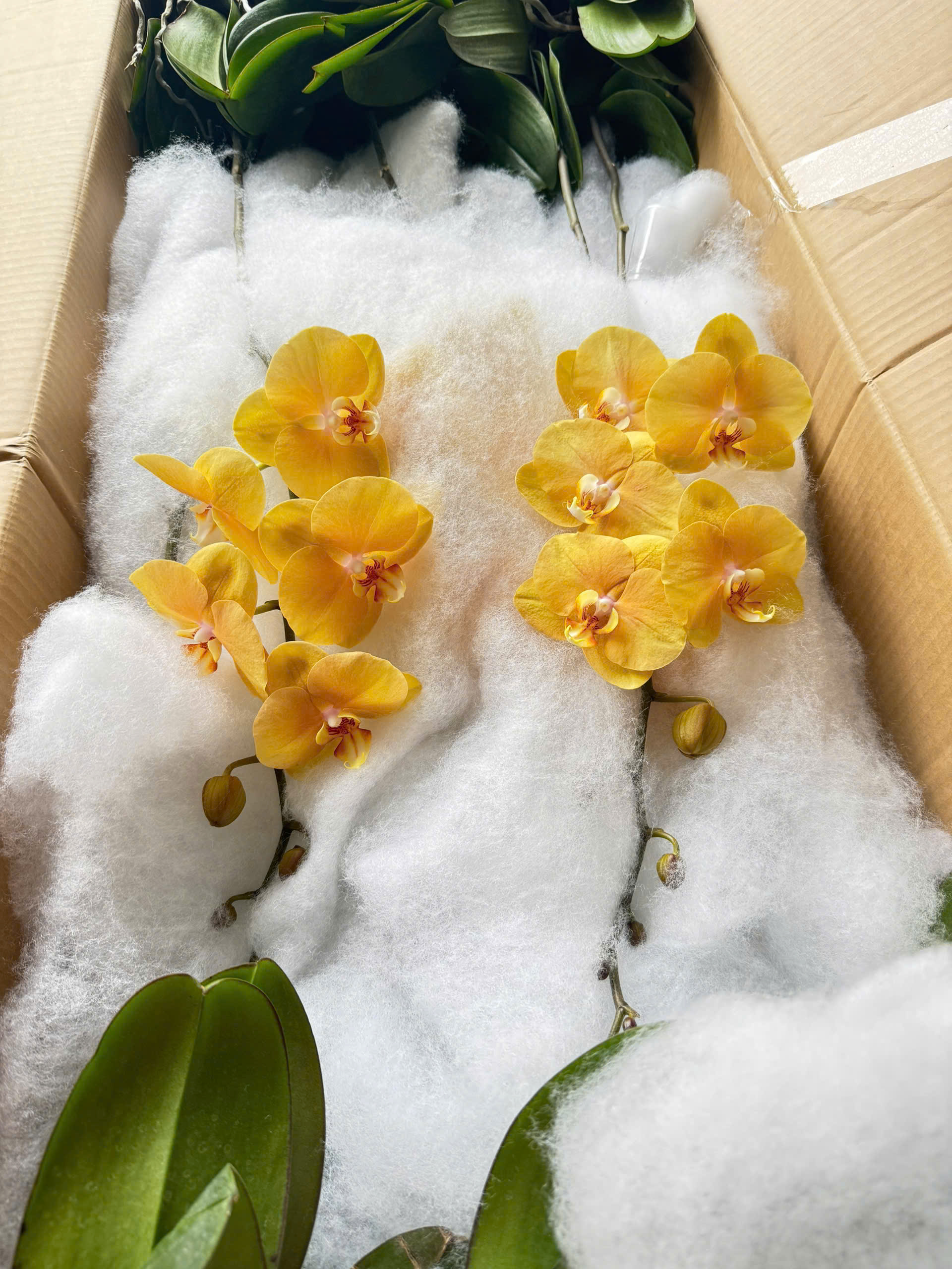 HOA PHONG LAN Hồ Điệp vàng trứng hàng loại 1 HOA PHONG LAN Hồ Điệp vàng trứng hàng loại 1