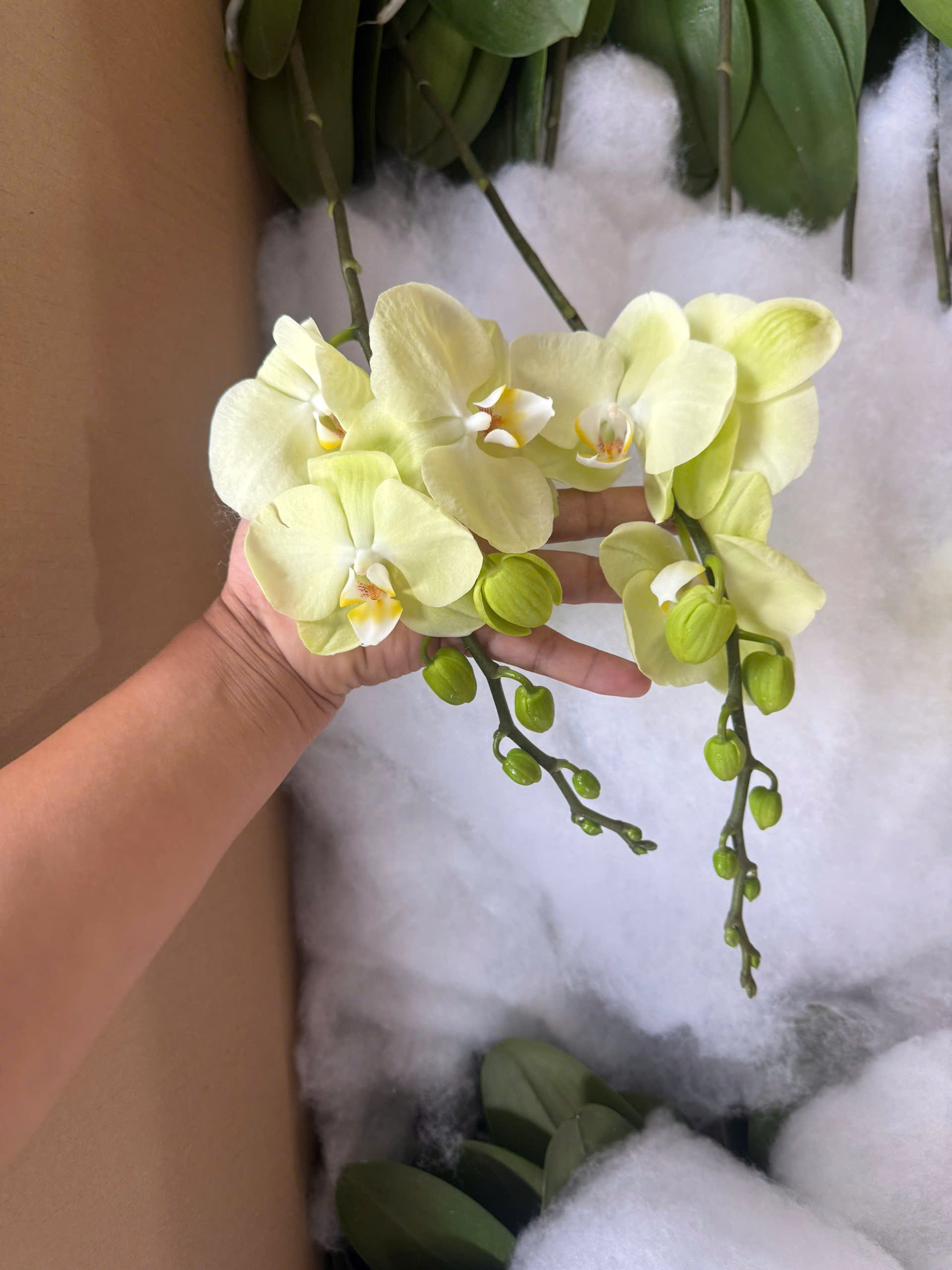 HOA PHONG LAN Hồ Điệp Xanh táo 2 ngồng hàng loại 1 HOA PHONG LAN Hồ Điệp Xanh táo 2 ngồng hàng loại 1