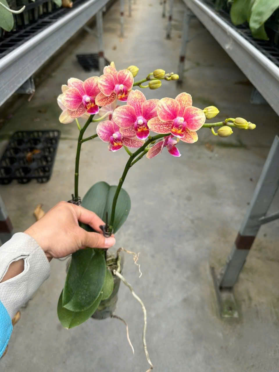 HOA PHONG LAN Hồ Điệp cam đu đủ hàng loại 1 HOA PHONG LAN Hồ Điệp cam đu đủ hàng loại 1