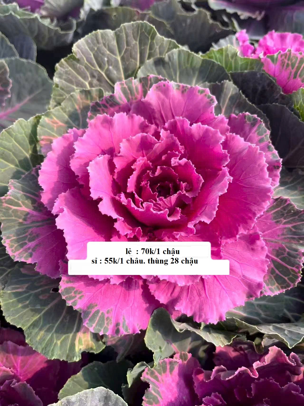 chậu kale hoa hồng cắt cành đủ màu, gốc cổ thụ, chậu hoa xum to đẹp chậu kale hoa hồng cắt cành đủ màu, gốc cổ thụ, chậu hoa xum to đẹp