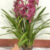 ĐỊA LAN " Đỏ Hồng Trà - Bông Hoa Siêu To " - HÀNG LOẠI 1 - chậu 5-8 ngồng hoa đứng