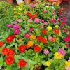 bầu hoa cúc lá nhám , Cúc Ngũ Sắc (Zinnia) trồng cảnh, trồng viền, trồng thảm, trồng công trình