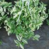 Cây thài lài xanh var trồng cảnh, trồng viền, trồng thảm, trồng công trình