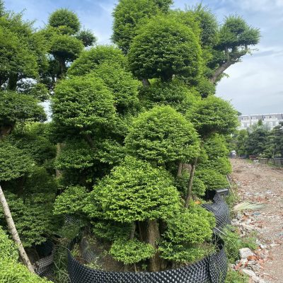 CHẬU CÂY MAI CHIẾU THỦY DÁNG TÙNG BONSAI