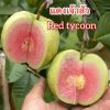 Cây giống " ỔI Red Tycoon " nhập khẩu