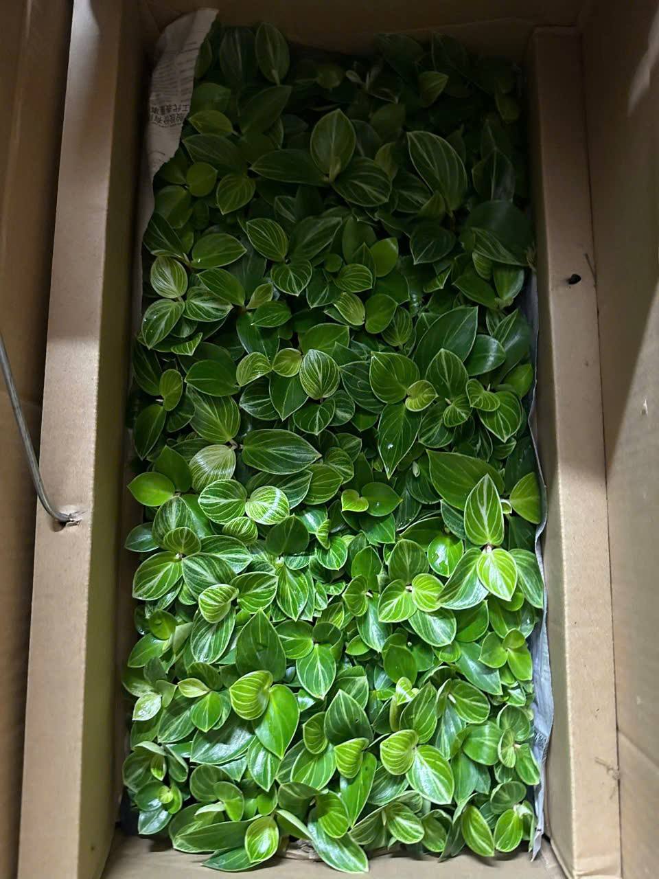 CÂY KIỂNG LÁ , CÂY PHONG THỦY , CÂY BONSAI MINI ĐỂ BÀN : cây giống trầu bà đế vương kim cương hàng ươm vỉ CÂY KIỂNG LÁ , CÂY PHONG THỦY , CÂY BONSAI MINI ĐỂ BÀN : cây giống trầu bà đế vương kim cương hàng ươm vỉ