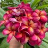 CÂY GIỐNG HOA CHAMPA - HOA SỨ ĐẠI " DANG SAI SUMA " NHẬP KHẨU
