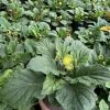 bầu hoa đồng tiền lùn siêu nụ - bầu to đẹp