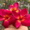 CÂY GIỐNG HOA CHAMPA - HOA SỨ ĐẠI " LERT PAISARN " NHẬP KHẨU