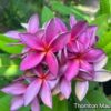 CÂY GIỐNG HOA CHAMPA - HOA SỨ ĐẠI " THORNTON MAUVE " NHẬP KHẨU
