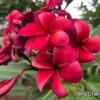 CÂY GIỐNG HOA CHAMPA - HOA SỨ ĐẠI " DANG CHALIKA " NHẬP KHẨU