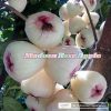 CÂY GIỐNG " Mận -doi Madura " NHẬP KHẨU