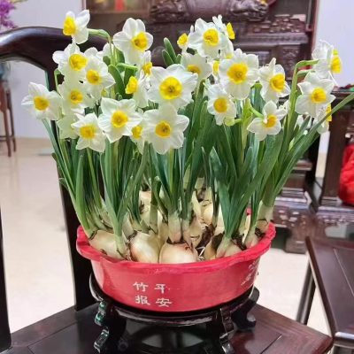 BÁT HOA THỦY TIÊN TRẮNG ĐẠI HOÀNG
