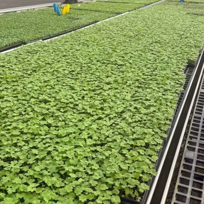 CÂY GIỐNG HOA PHI YẾN DÒNG CAO THU CẮT HOA - HÀNG ƯƠM VỈ MIX MÀU