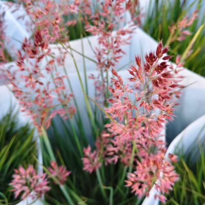 Chậu cây Cỏ hồng Ruby grass / Cỏ hồng ngọc hàng chậu đang hoa