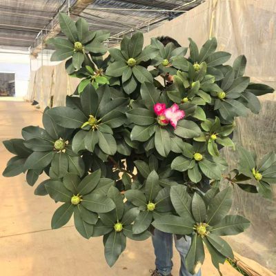 CHẬU HOA đỗ quyên Catawba (Rhododendron catawbiense) - hồng núi siêu khủng