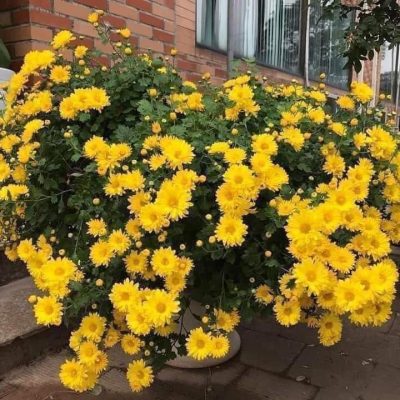 chậu hoa cúc rủ hoàng yến -