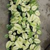 CÂY KIỂNG LÁ , CÂY PHONG THỦY , CÂY BONSAI MINI ĐỂ BÀN : cây giống trầu bà cẩm thạch hàng ươm vỉ