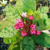 CÂY GIỐNG HOA CHAMPA - HOA SỨ ĐẠI VAR " Plumeria Maya " NHẬP KHẨU