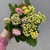 CHẬU HOA BỎNG -HOA SỐNG ĐỜI CÁNH KÉP CHẬU 3 MÀU NHẬP KHẨU
